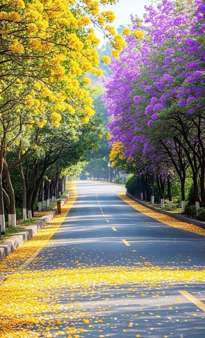 Hình ảnh con đường rực rỡ sắc hoa vàng, tím