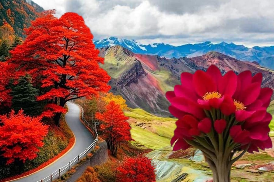 Hình ảnh con đường núi tuyệt đẹp với những hàng cây lá đỏ và hoa