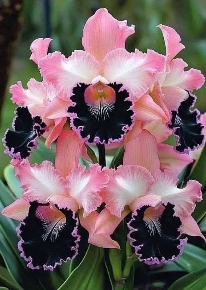 Hình ảnh hoa lan đột biến đẹp với sắc hồng và đen