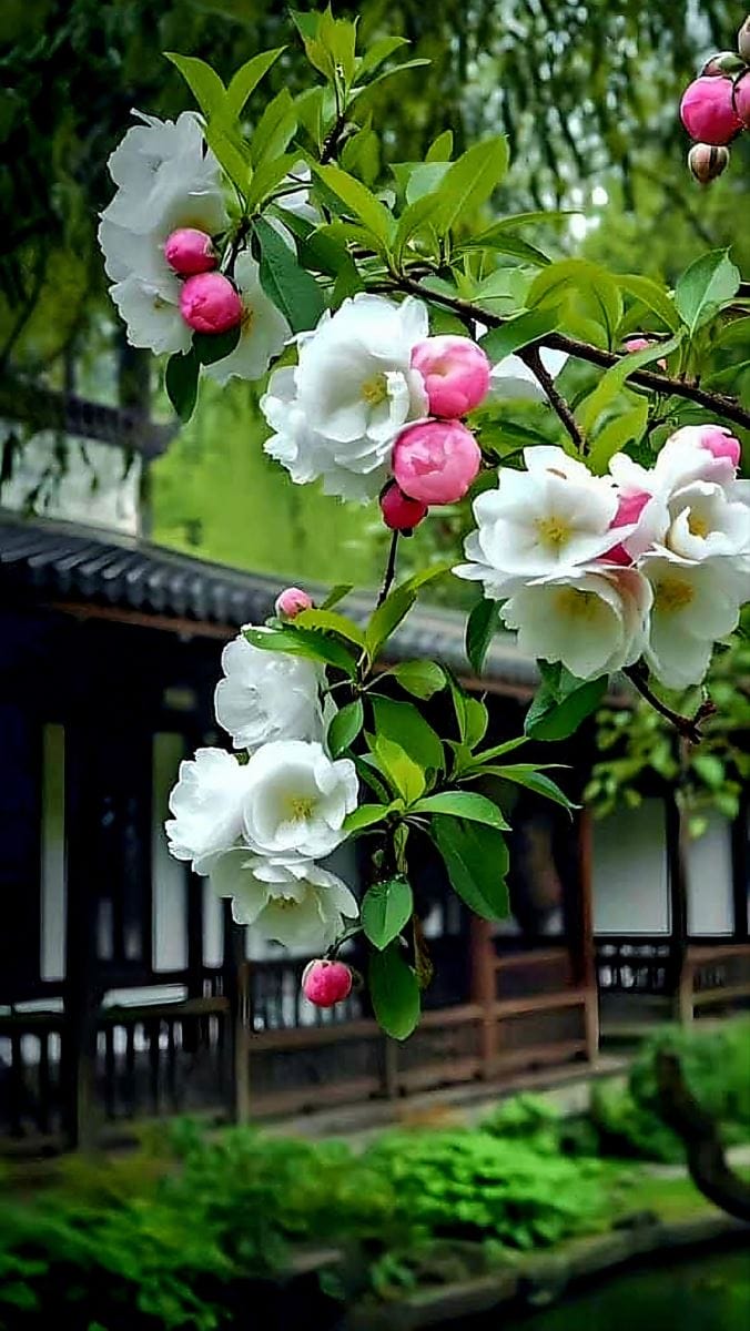 Hình ảnh cầy hoa hồng trà màu trắng hồng đẹp