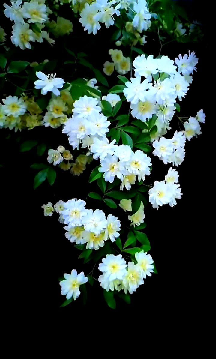 Hình ảnh những bông hoa cúc trắng bừng sáng trong đem