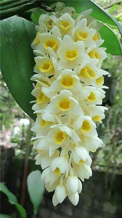 Hình ảnh bông hoa lan đột biết với sác màu trẵng ánh vàng tuyệt đẹp