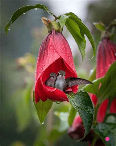 Hình ảnh đẹp về hai chú chim chú mưa trong những cánh hoa sản phẩm từ AI