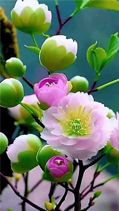 Hình ảnh tuyệt đẹp về những bông hoa trà cổ sản phẩm từ AI