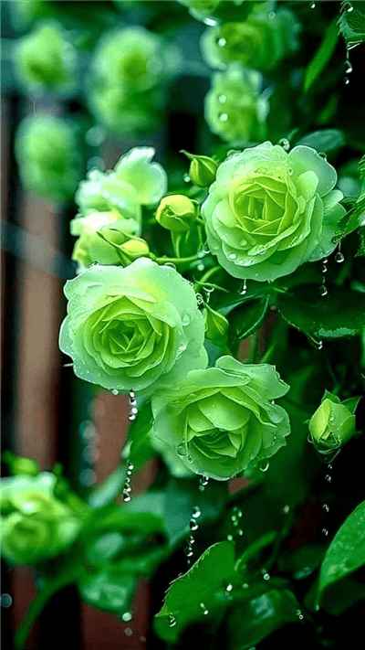 Hình ảnh những bông hoa hồng màu xanh non đẹp mắt