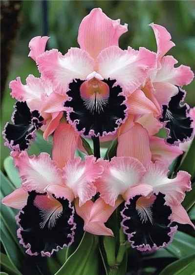 Hình ảnh hoa lan đột biến đẹp với sắc hồng và đen