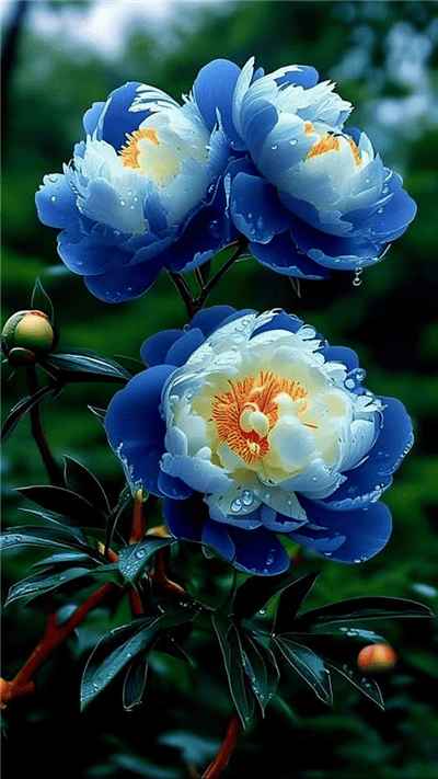 Hình ảnh những bông hoa đẹp mê hồn với những sác màu trắng xanh