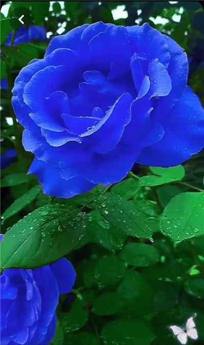 Hình ảnh hoa hồng màu xanh lam đẹp và độc đáo