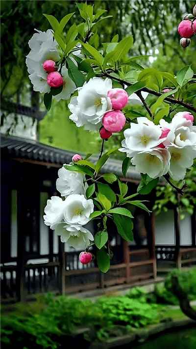 Hình ảnh cầy hoa hồng trà màu trắng hồng đẹp