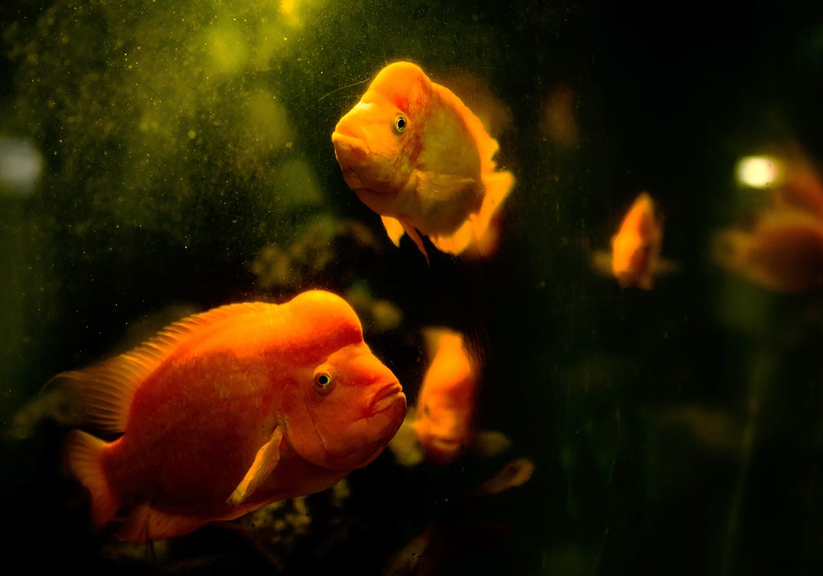 những loài cá đẹp nhất thế giới