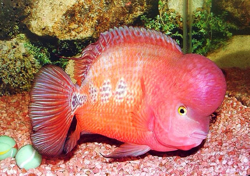 những loài cá đẹp nhất thế giới