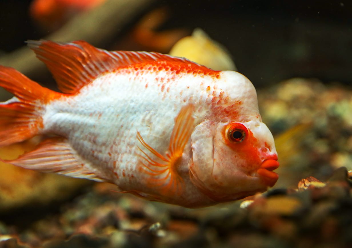 những loài cá đẹp nhất thế giới