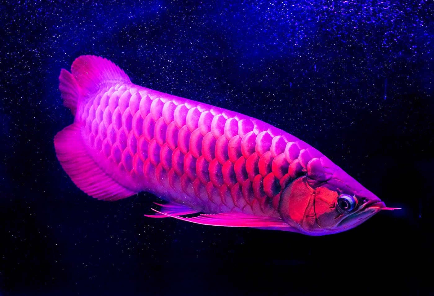 những loài cá đẹp nhất thế giới