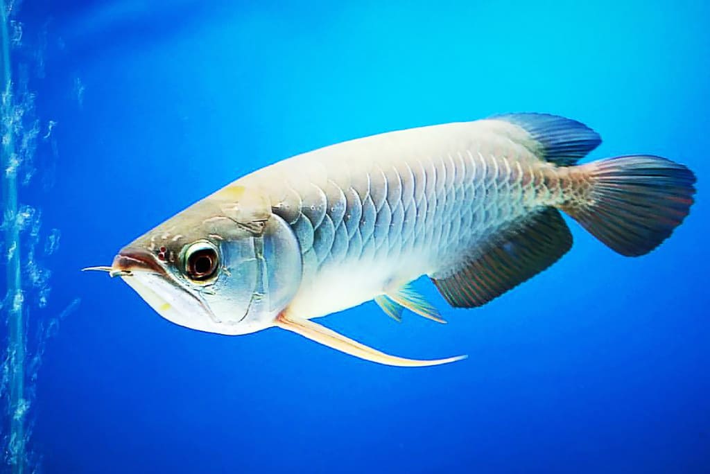 những loài cá đẹp nhất thế giới