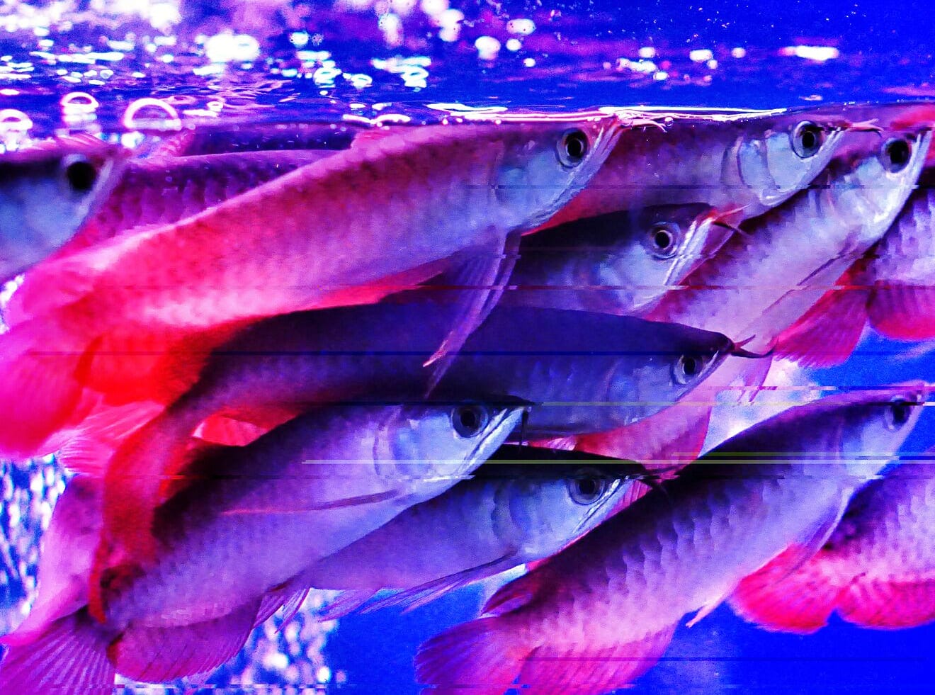 những loài cá đẹp nhất thế giới