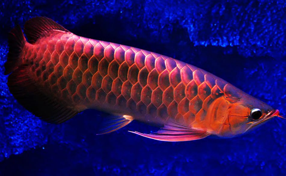 những loài cá đẹp nhất thế giới