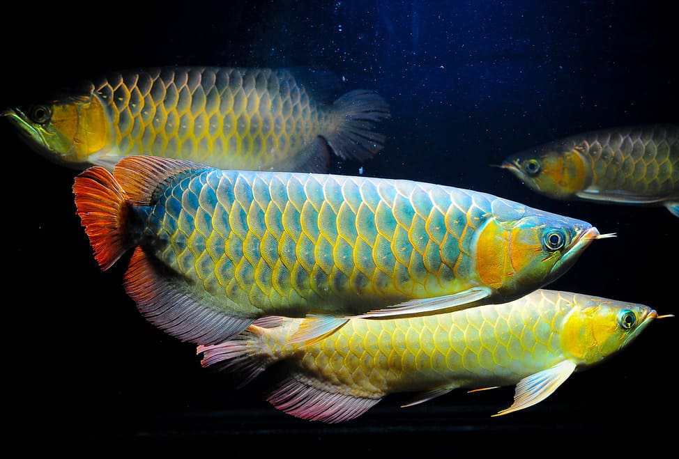 những loài cá đẹp nhất thế giới