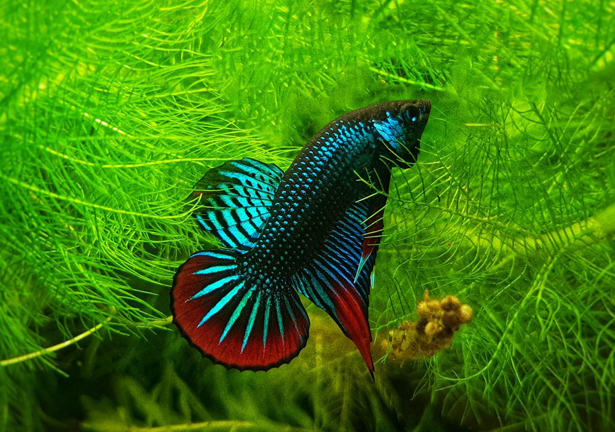 những loài cá đẹp nhất thế giới