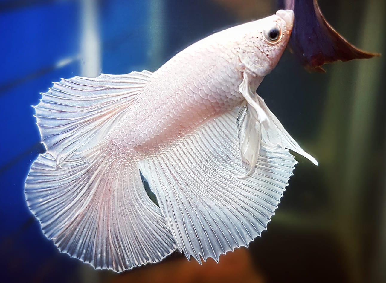 những loài cá đẹp nhất thế giới