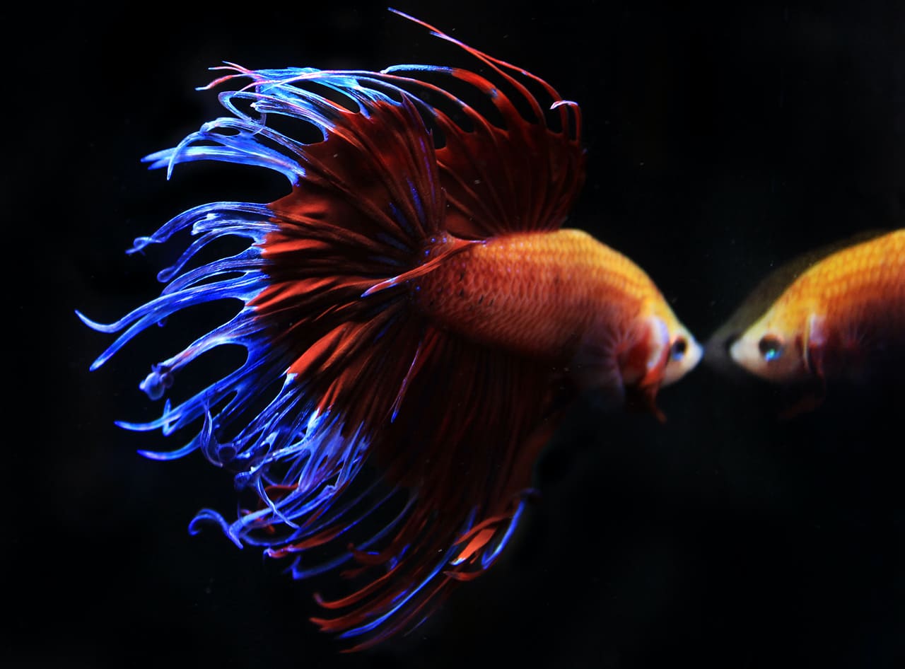 những loài cá đẹp nhất thế giới