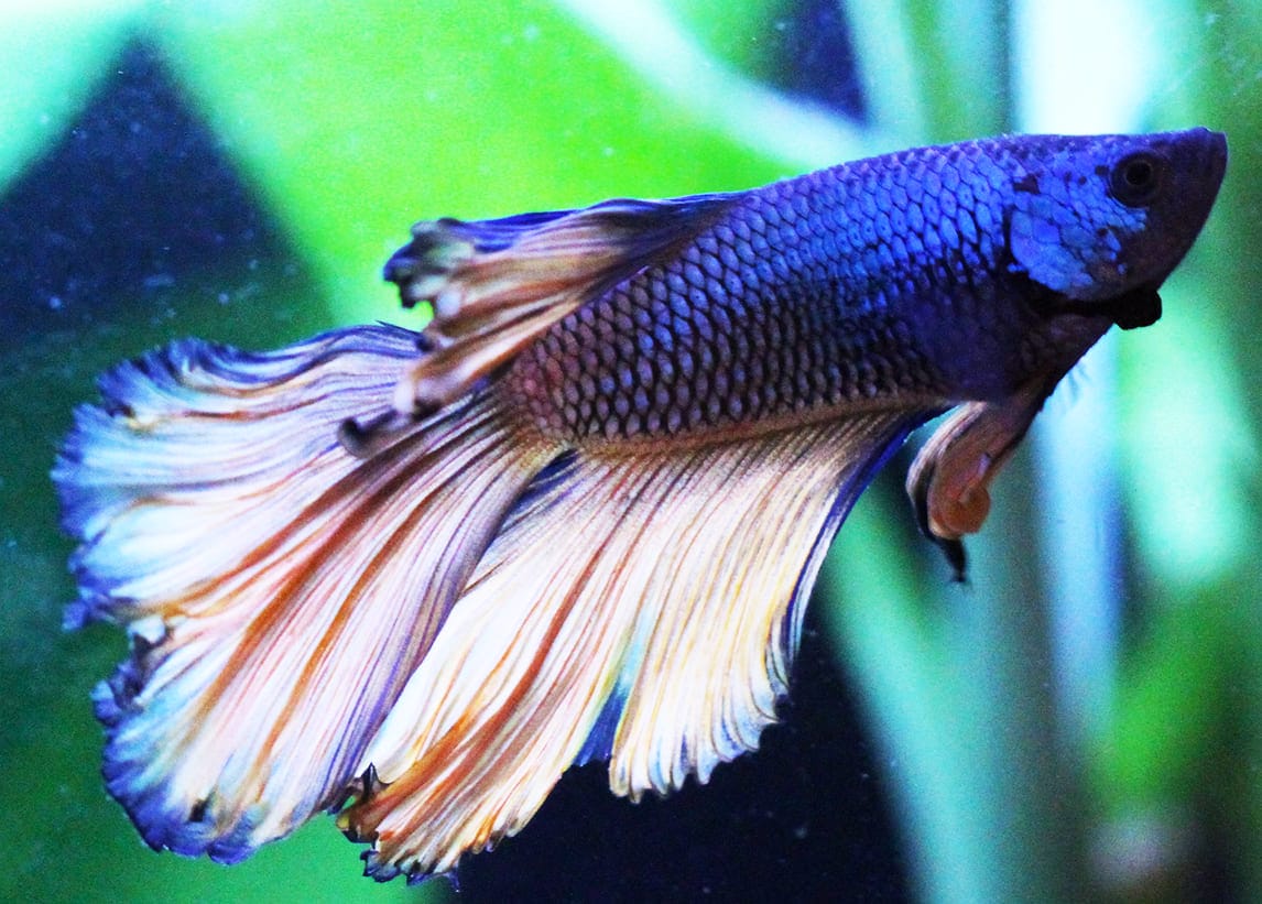 những loài cá đẹp nhất thế giới