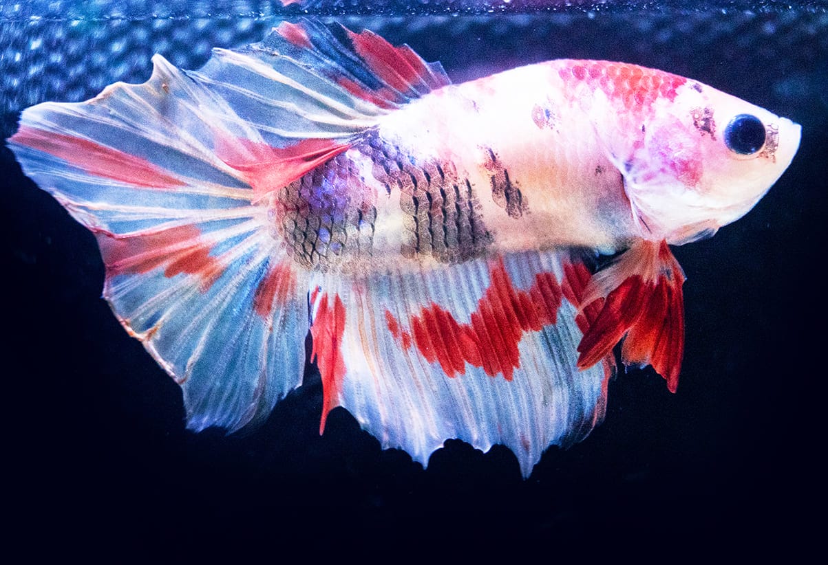 những loài cá đẹp nhất thế giới