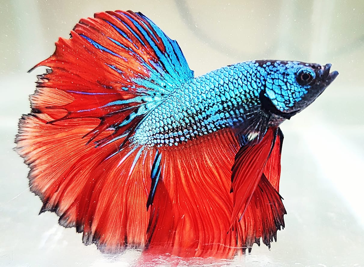 những loài cá đẹp nhất thế giới