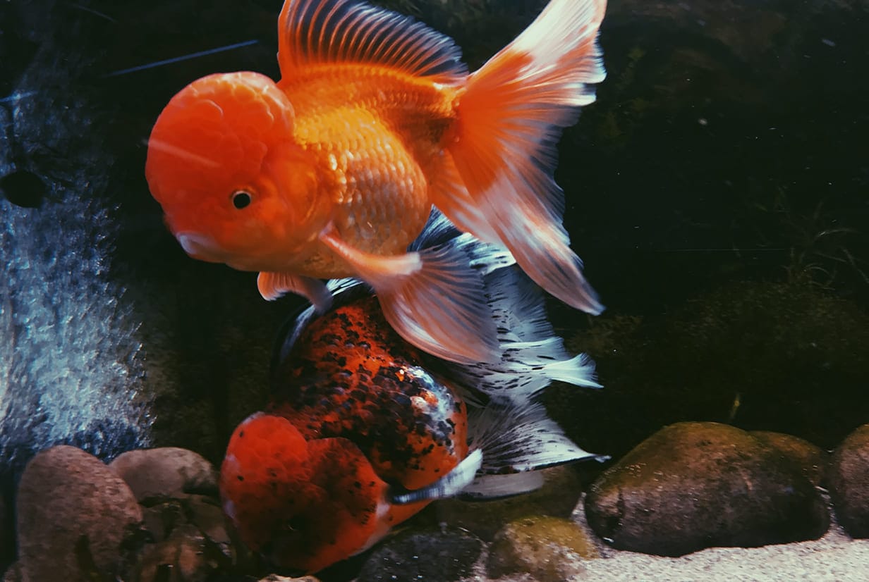 những loài cá đẹp nhất thế giới