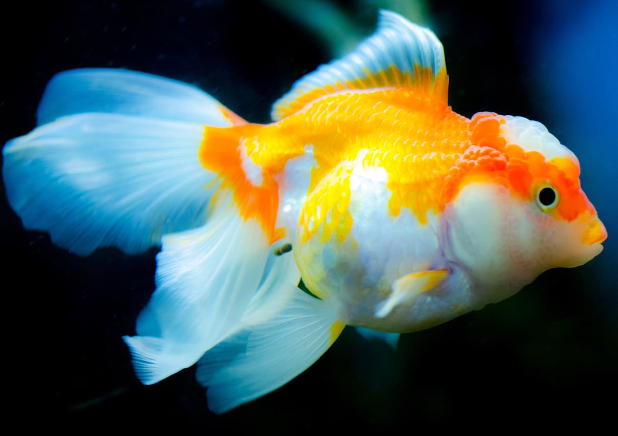 những loài cá đẹp nhất thế giới