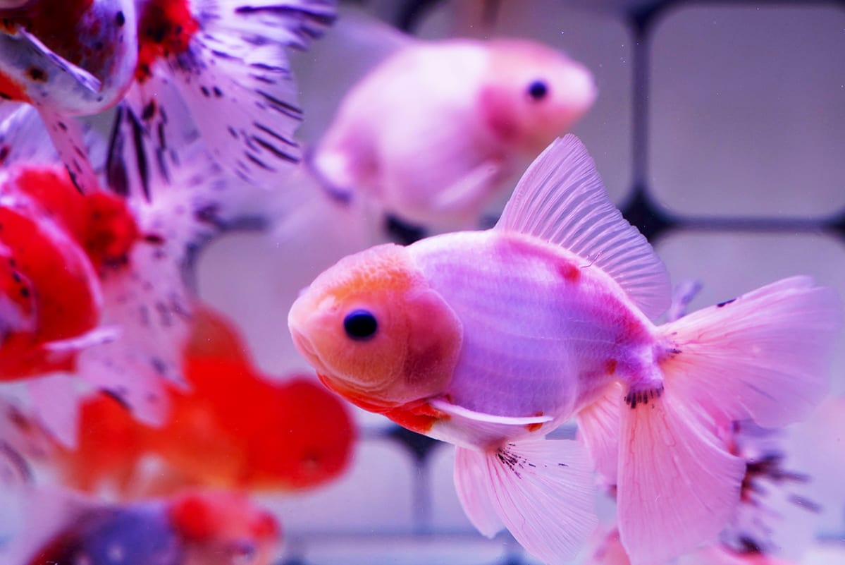 những loài cá đẹp nhất thế giới