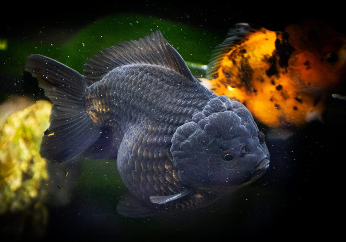 những loài cá đẹp nhất thế giới