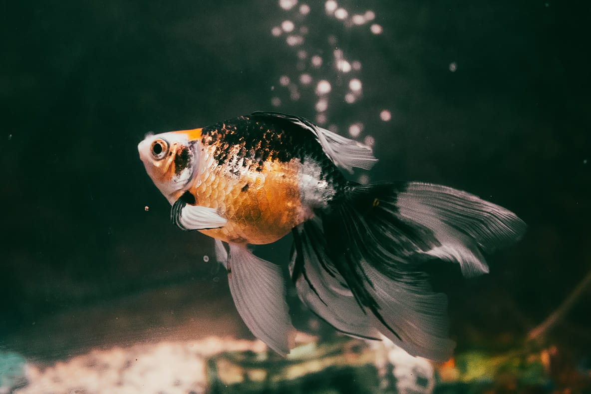 những loài cá đẹp nhất thế giới