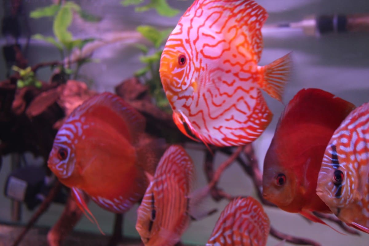 những loài cá đẹp nhất thế giới