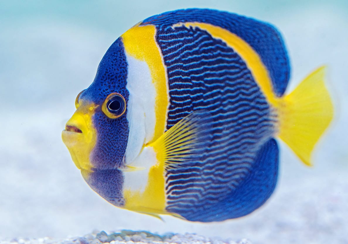 những loài cá đẹp nhất thế giới