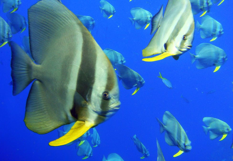 những loài cá đẹp nhất thế giới