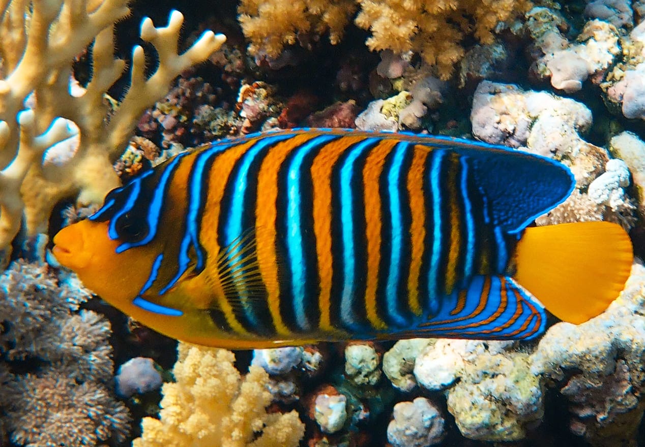 những loài cá đẹp nhất thế giới