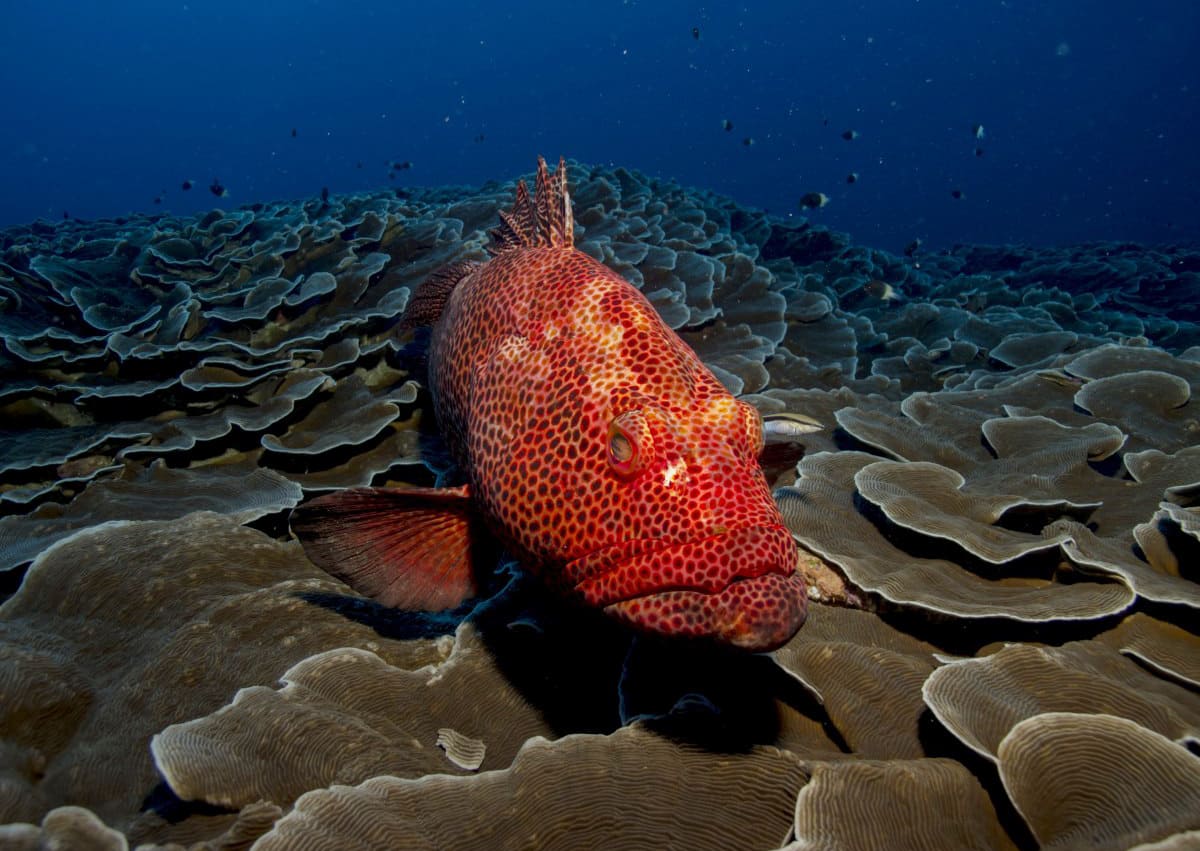 những loài cá đẹp nhất thế giới