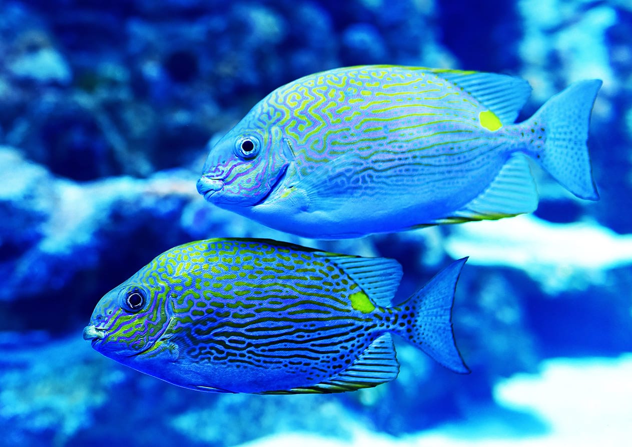 những loài cá đẹp nhất thế giới