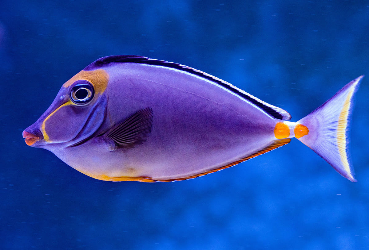 những loài cá đẹp nhất thế giới