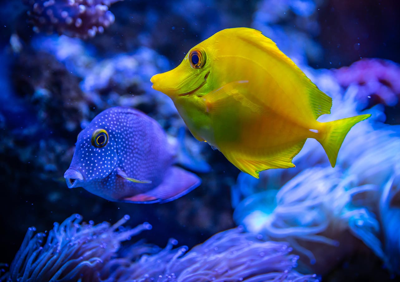 những loài cá đẹp nhất thế giới