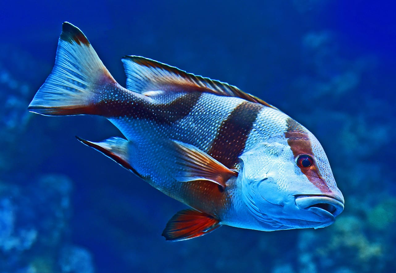 những loài cá đẹp nhất thế giới