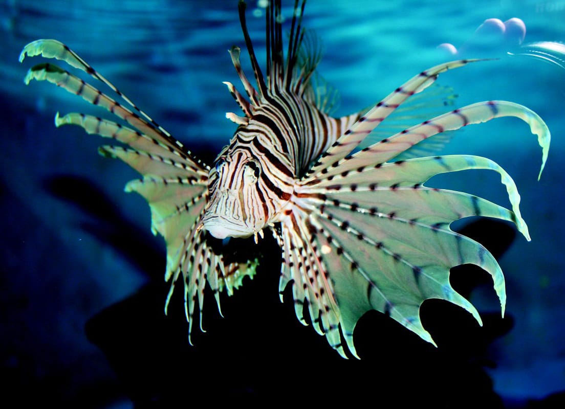 những loài cá đẹp nhất thế giới