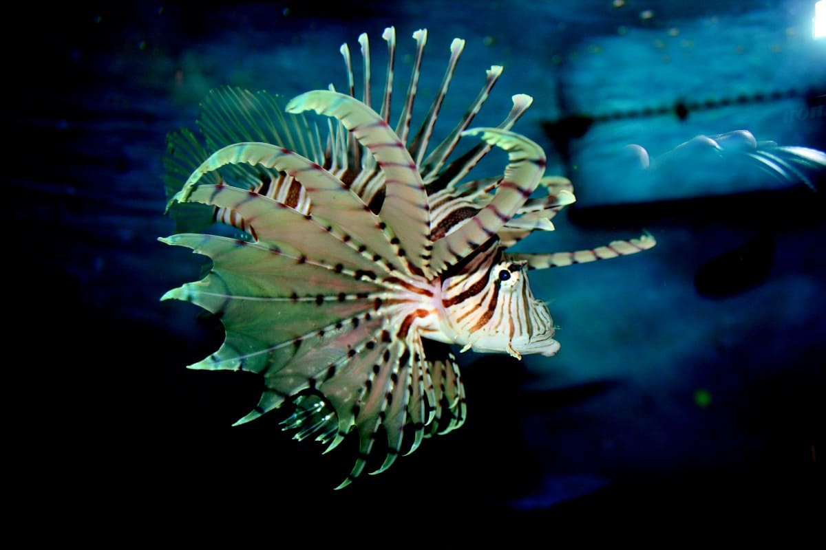 những loài cá đẹp nhất thế giới