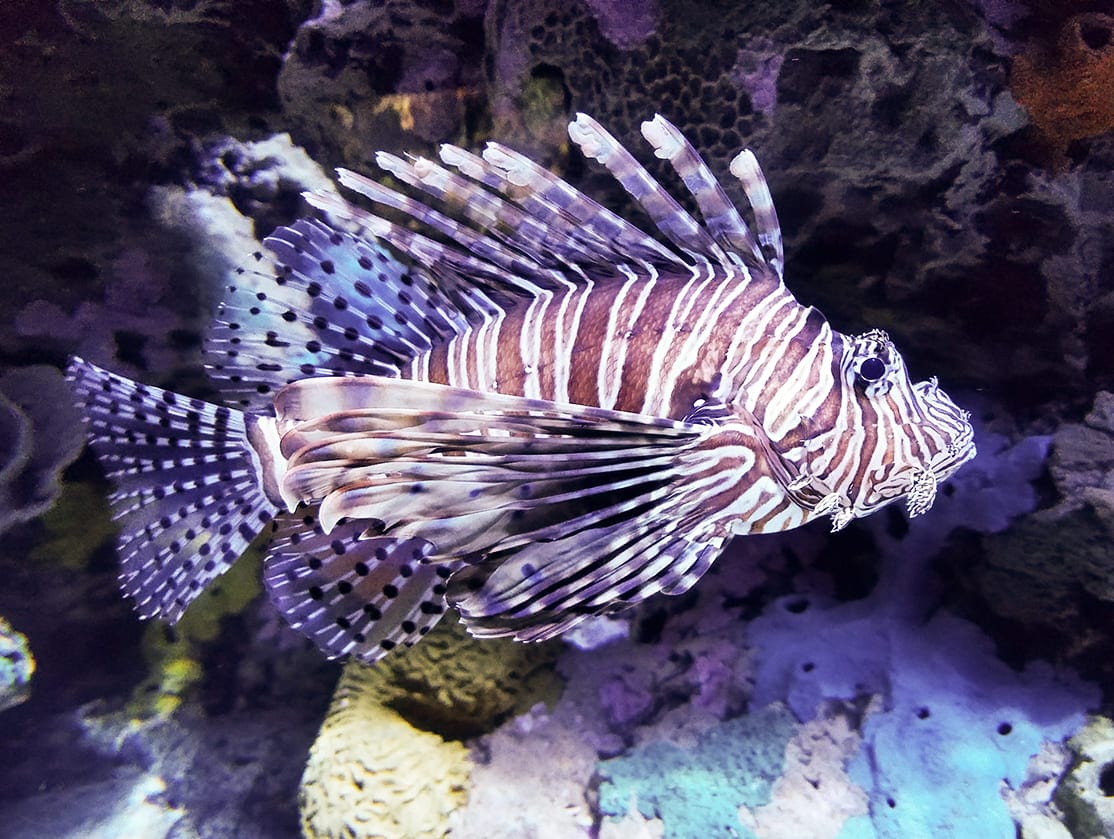 những loài cá đẹp nhất thế giới