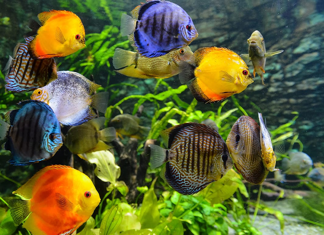 những loài cá đẹp nhất thế giới