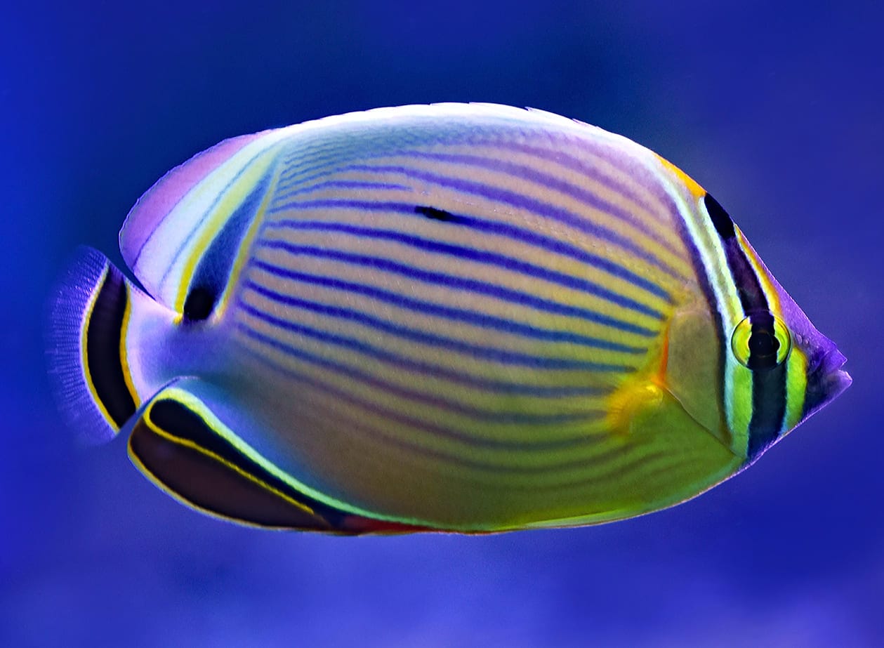 những loài cá đẹp nhất thế giới