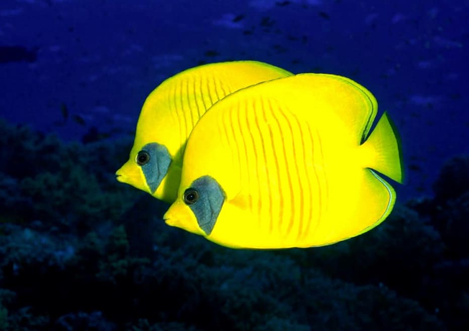 những loài cá đẹp nhất thế giới