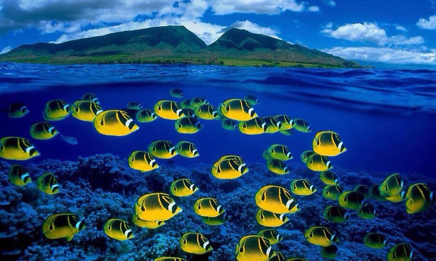 những loài cá đẹp nhất thế giới