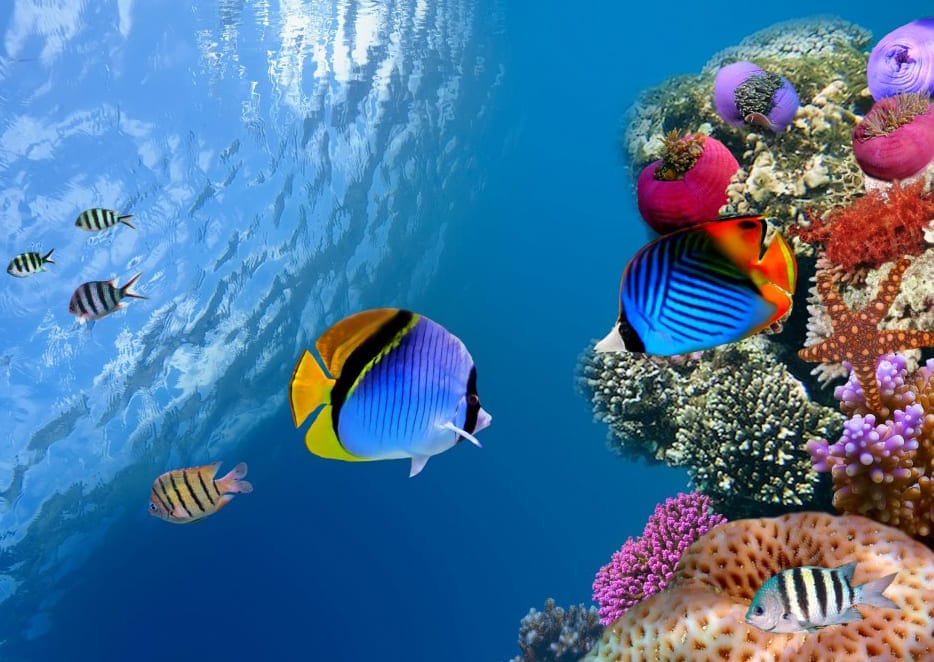 những loài cá đẹp nhất thế giới