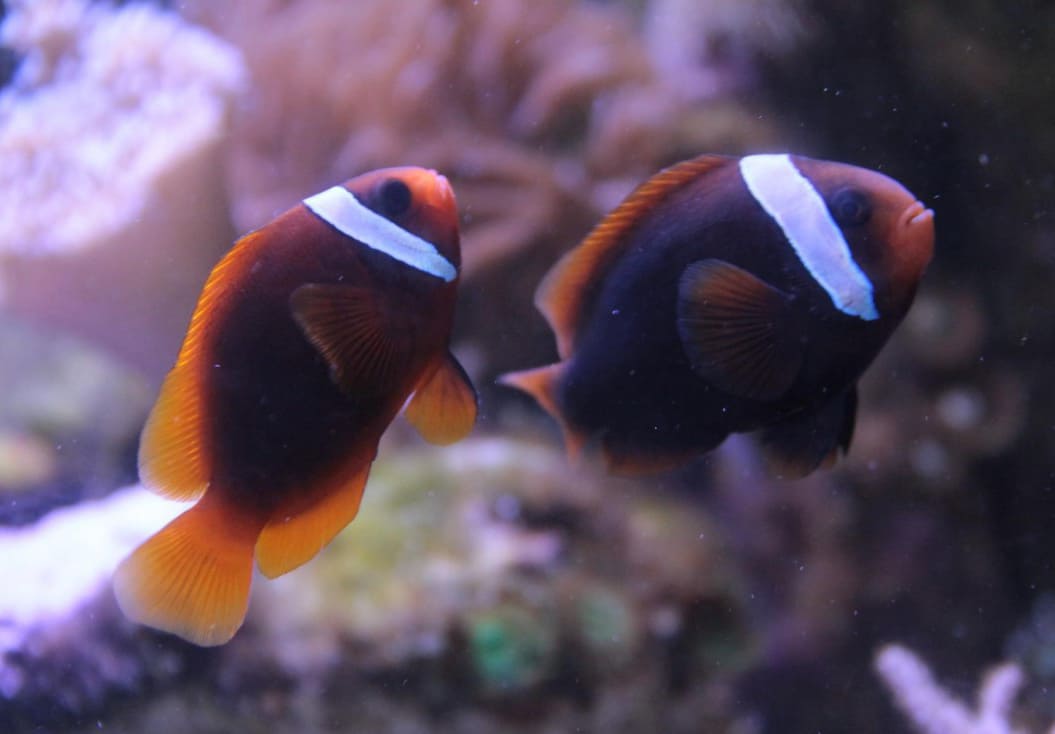 những loài cá đẹp nhất thế giới